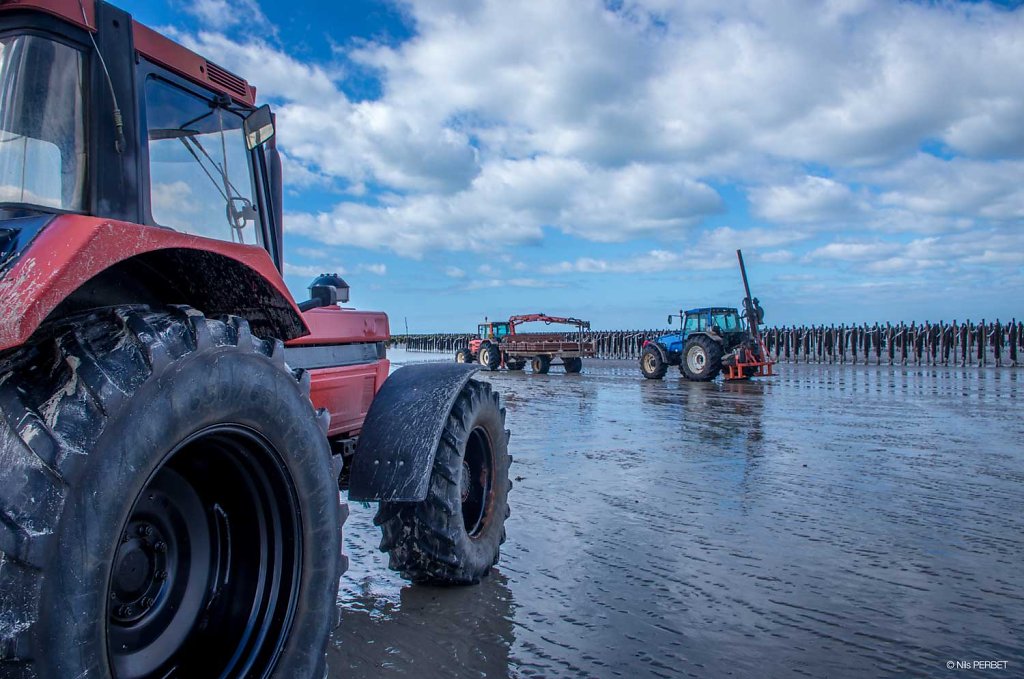 Farming on a mussels field