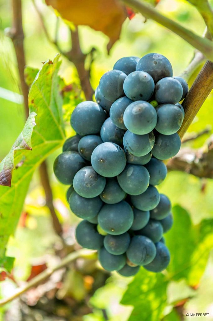 Grape on vine