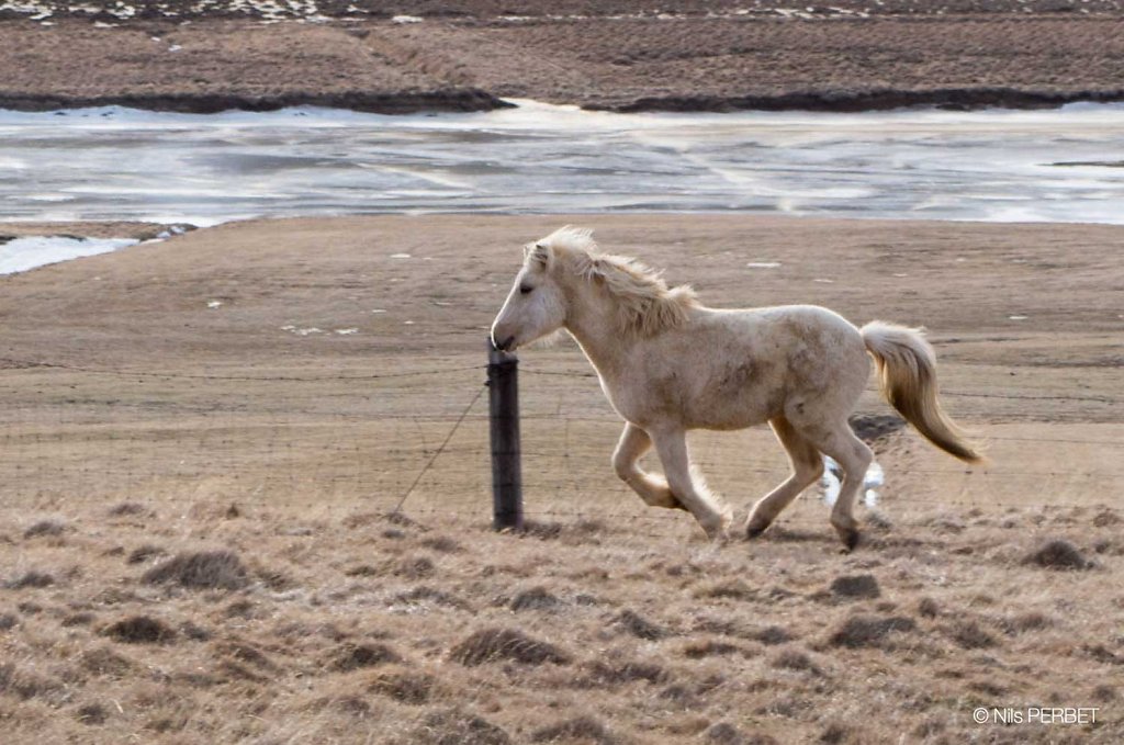 Icelandic horse