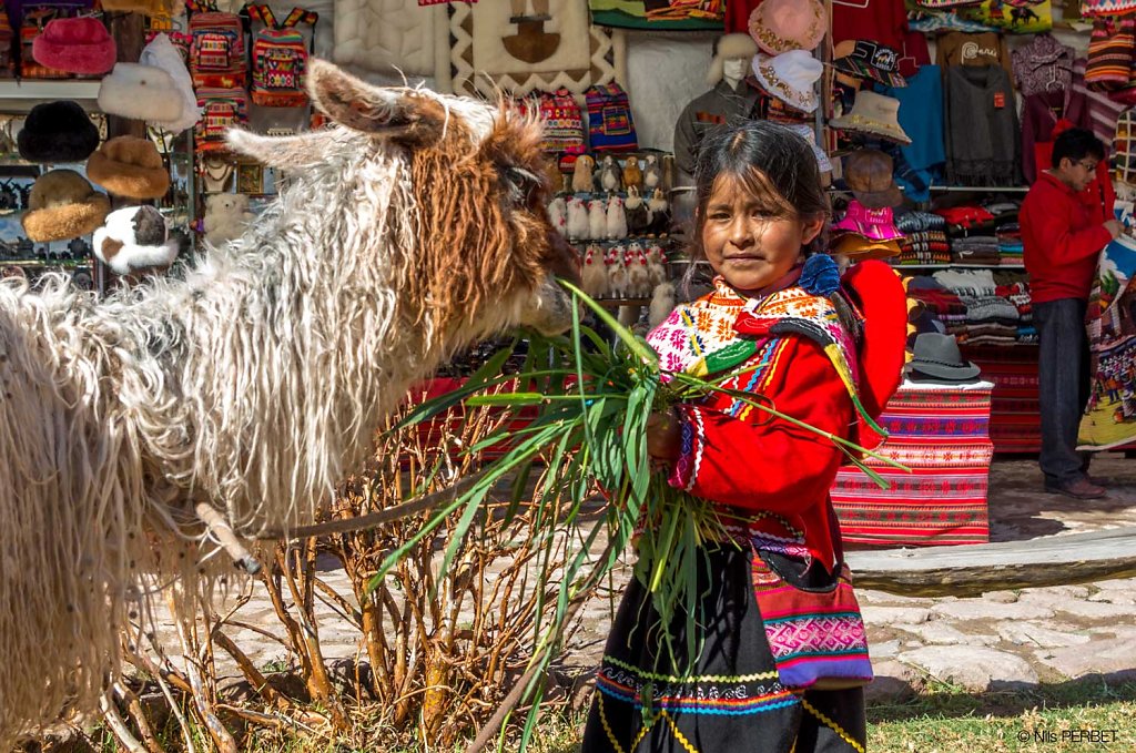 Young Peru girl feeding a llama